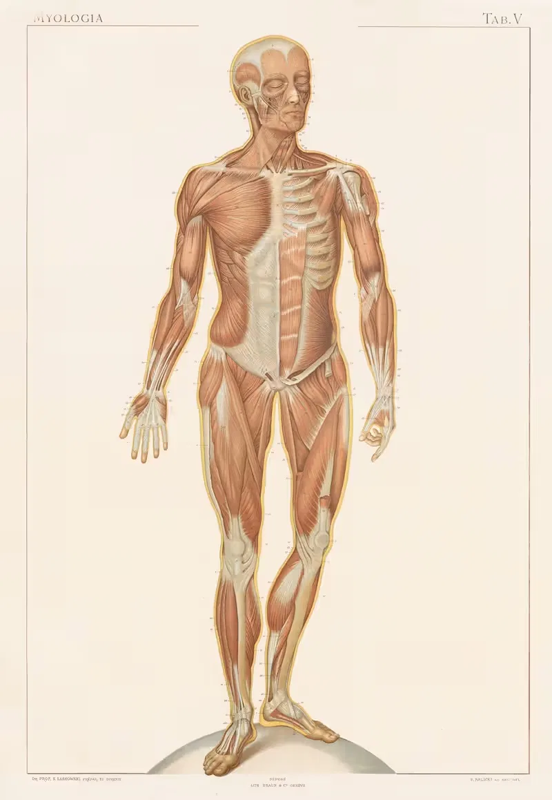 Anatomie normale du corps humain Pl.06 — Sigismond Laskowski