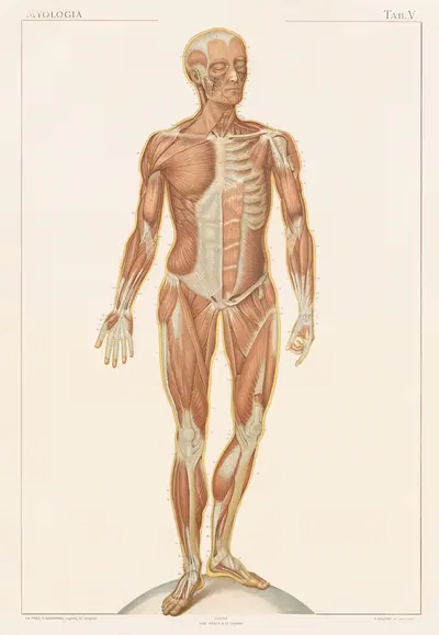 Anatomie normale du corps humain Pl.06 by Sigismond Laskowski, 1894 — digital art print download