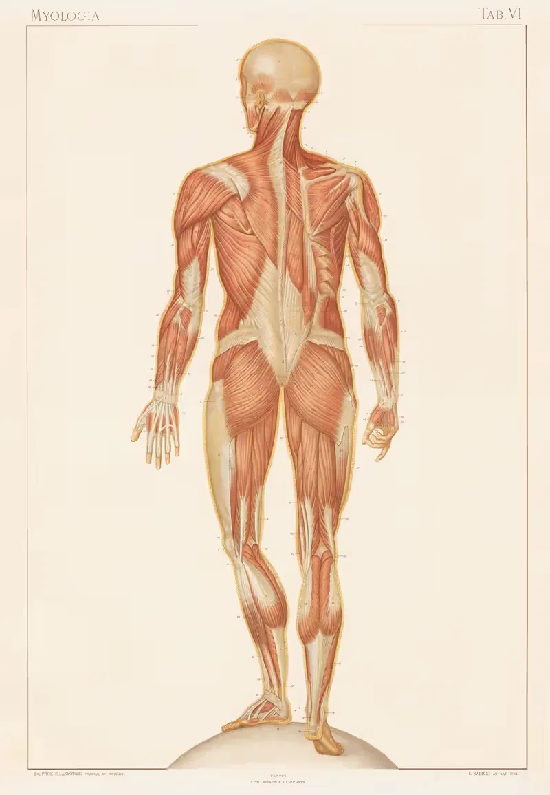 Anatomie normale du corps humain Pl.07 — Sigismond Laskowski
