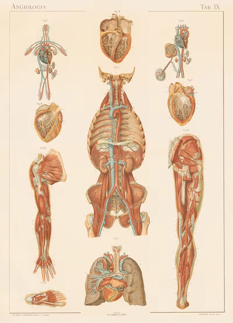 Anatomie normale du corps humain Pl.10 — Sigismond Laskowski