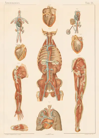 Anatomie normale du corps humain Pl.10 by Sigismond Laskowski, 1894 — digital art print download