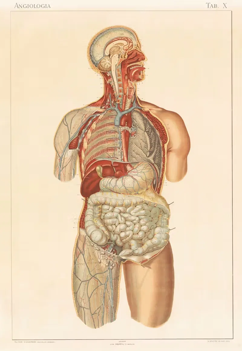 Anatomie normale du corps humain Pl.11 — Sigismond Laskowski