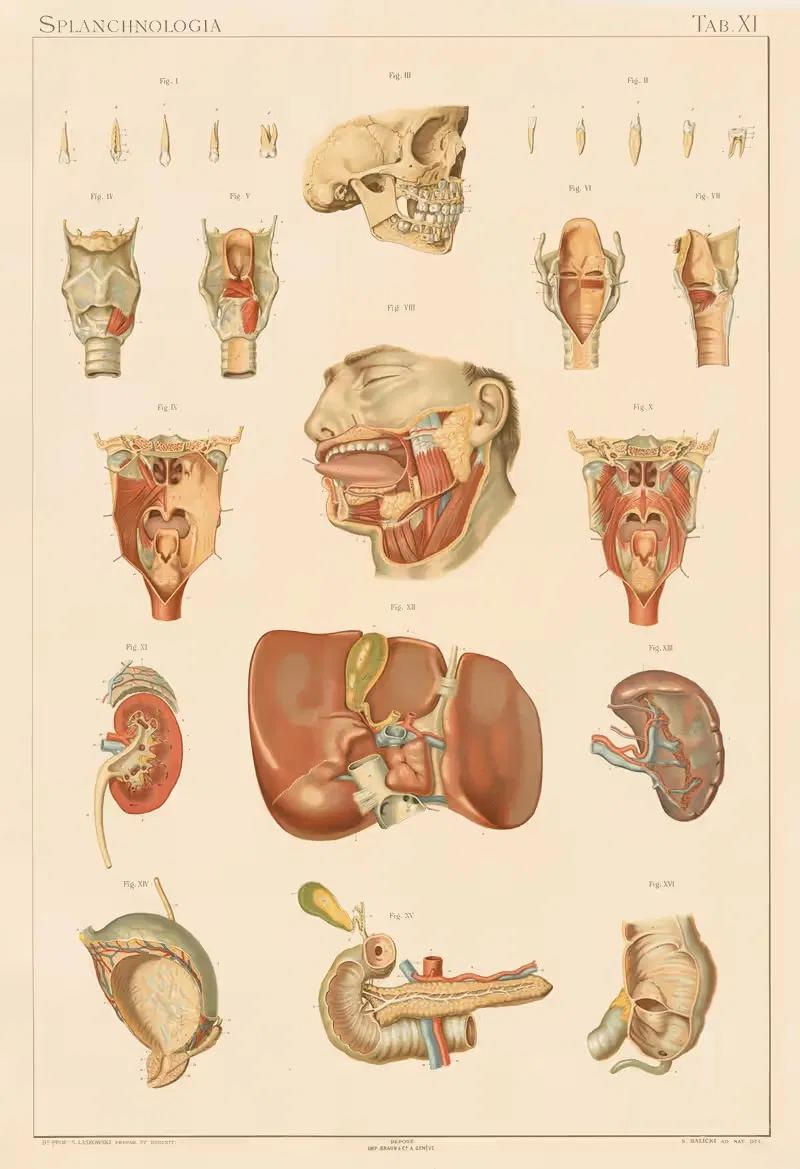 Anatomie normale du corps humain Pl.12 — Sigismond Laskowski