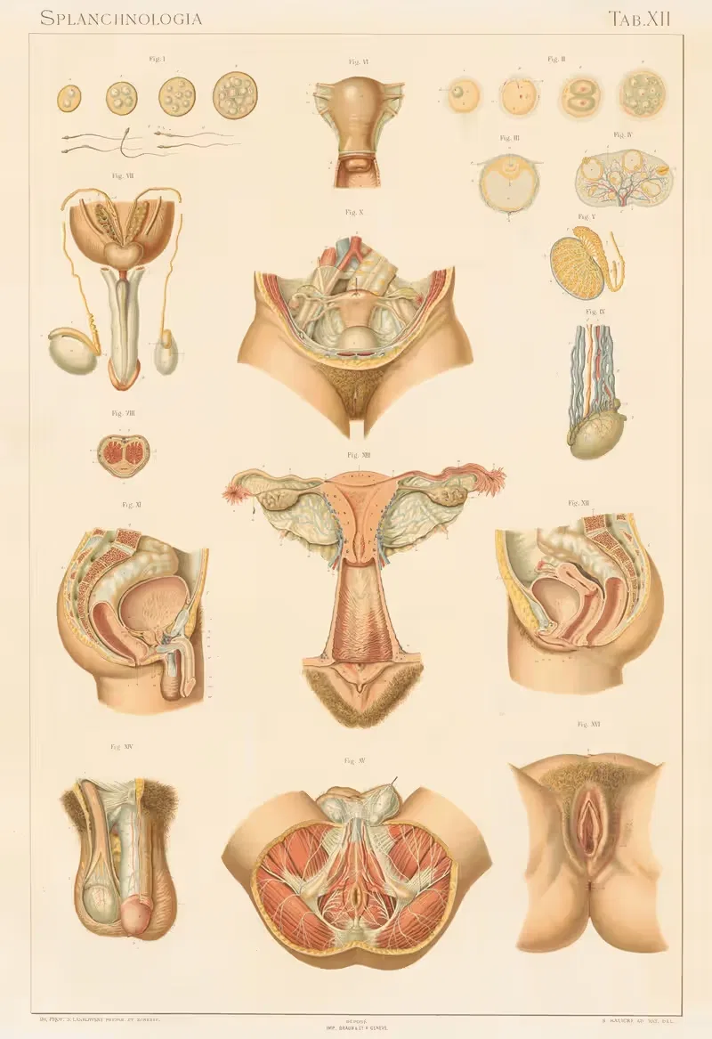 Anatomie normale du corps humain Pl.13 — Sigismond Laskowski