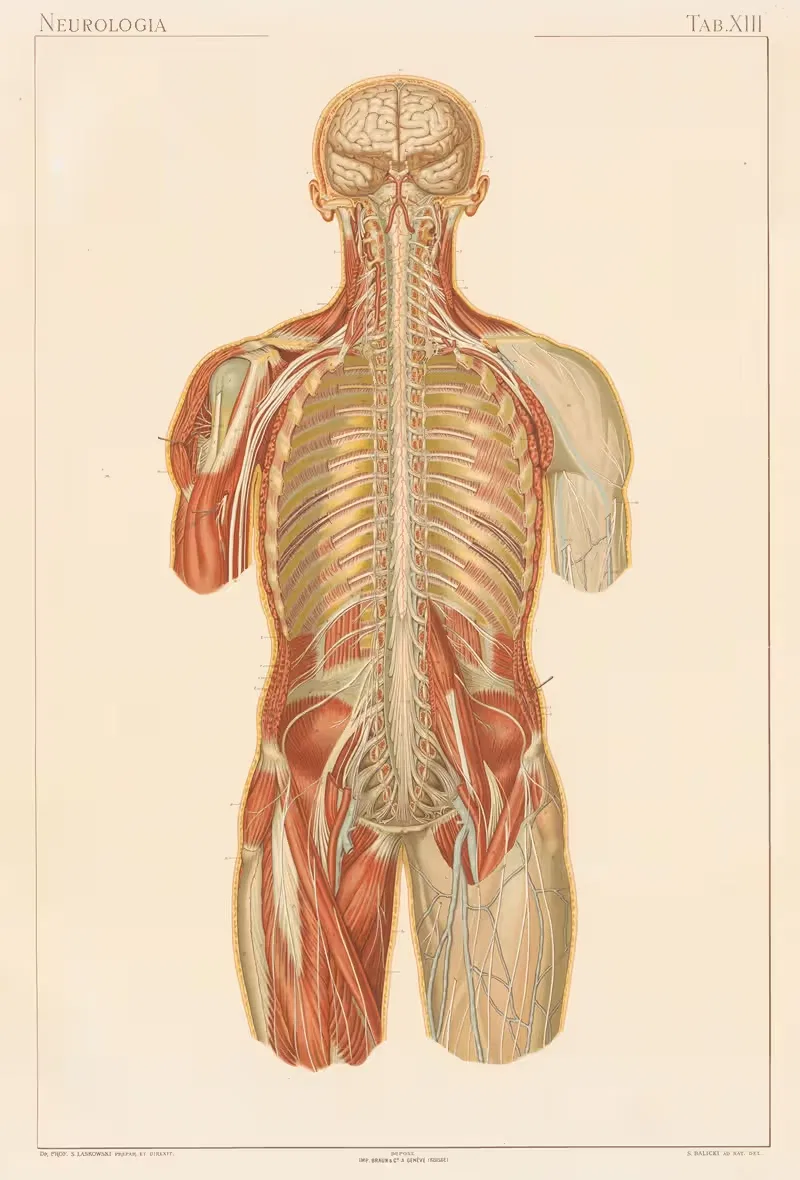 Anatomie normale du corps humain Pl.14 — Sigismond Laskowski