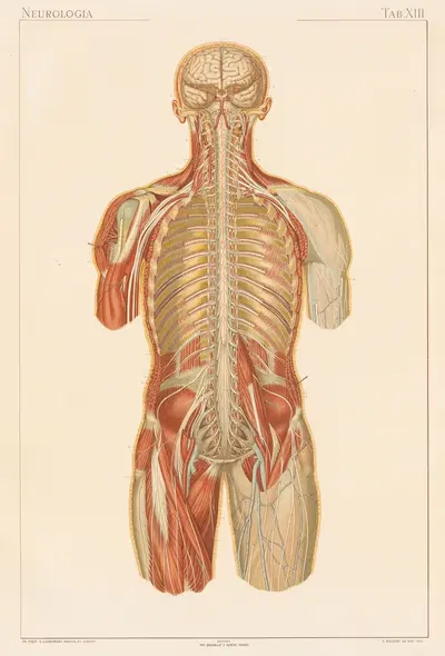 Anatomie normale du corps humain Pl.14 by Sigismond Laskowski, 1894 — digital art print download