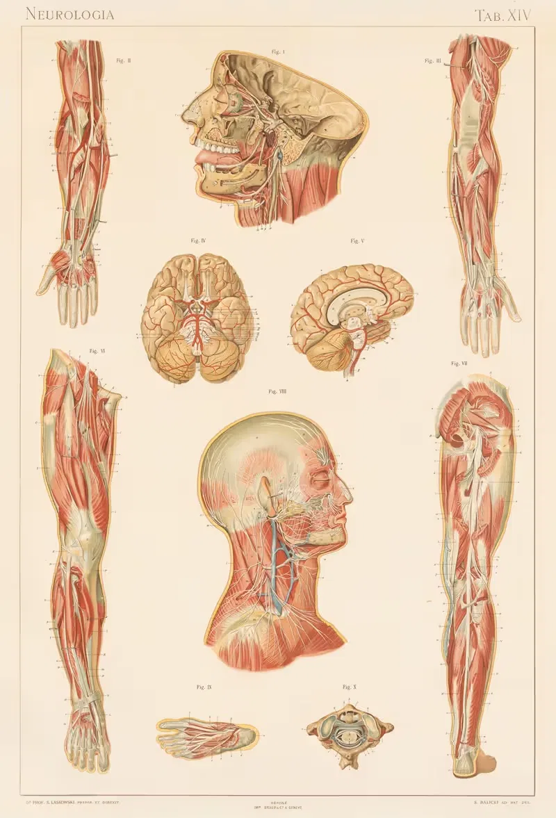 Anatomie normale du corps humain Pl.15 — Sigismond Laskowski