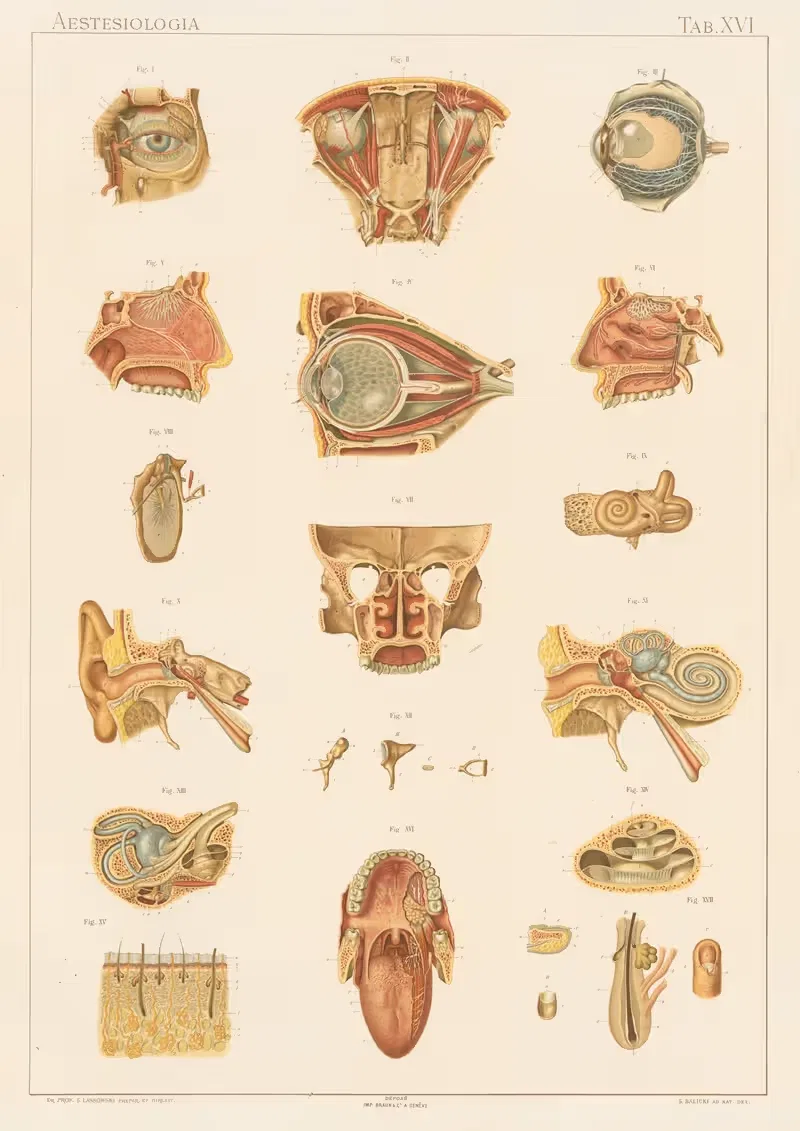 Anatomie normale du corps humain Pl.18 — Sigismond Laskowski