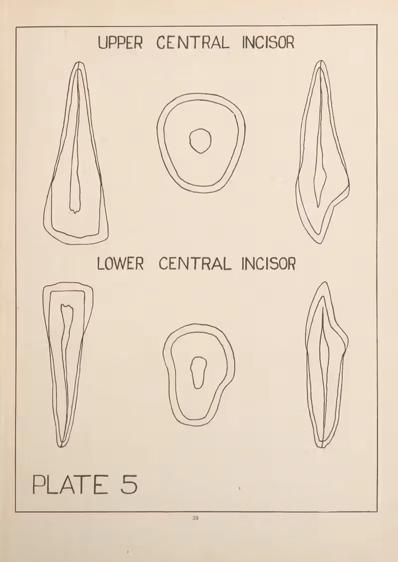 Upper and Lower Central Incisors by Edward Drosen, 1924 — digital art print download