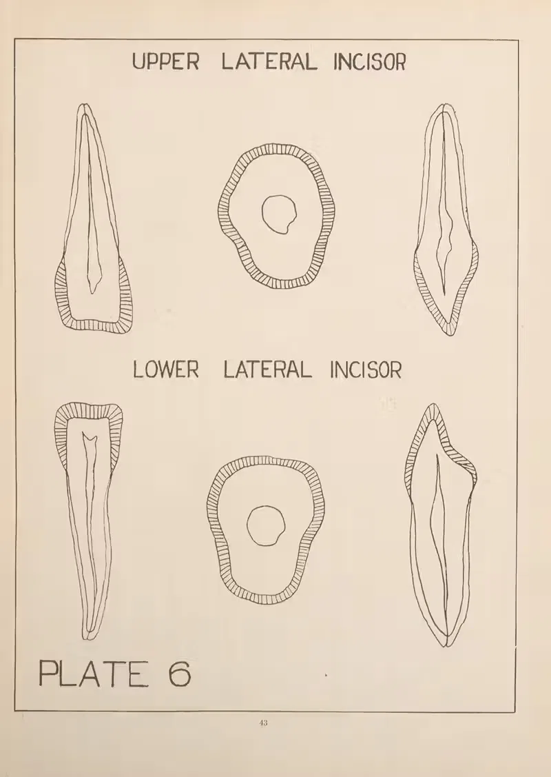 Upper and Lower Lateral Incisors by Edward Drosen, 1924 — digital art print download