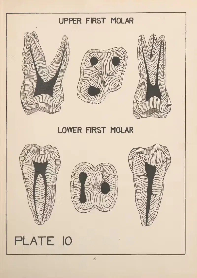 Upper and Lower First Molar by Edward Drosen, 1924 — digital art print download