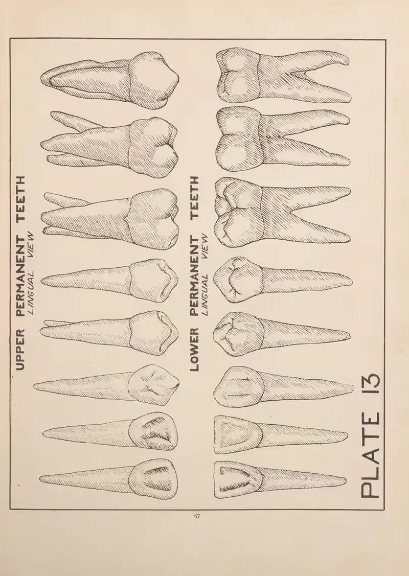 Upper and Lower Permanent Teeth—Lingual View by Edward Drosen, 1924 — digital art print download