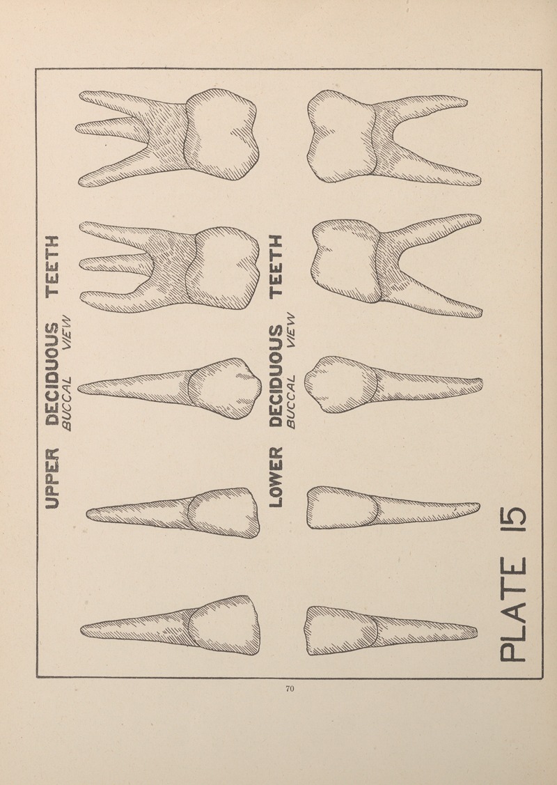 Upper and Lower Deciduous Teeth by Edward Drosen, 1924 — digital art print download
