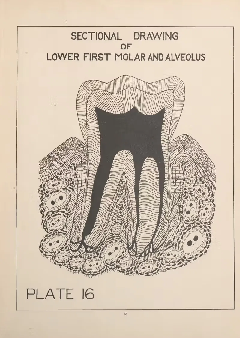 Lower First Molar and Alveolus by Edward Drosen, 1924 — digital art print download