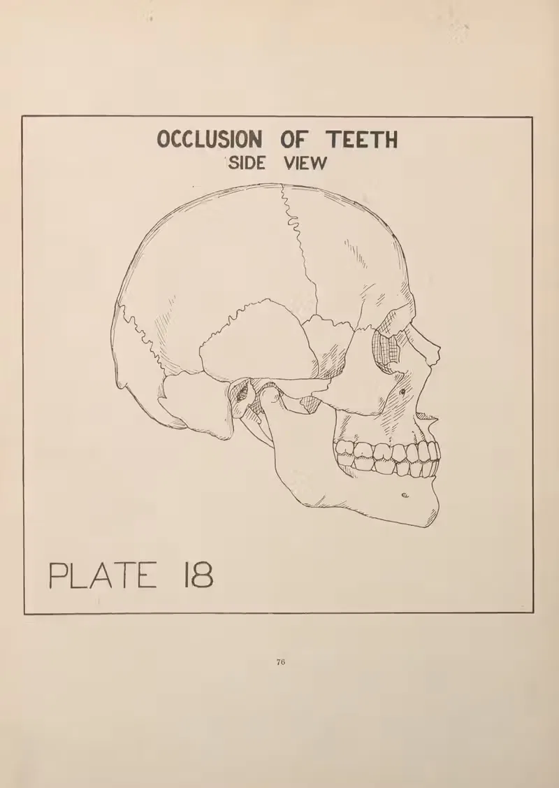 Occlusion of the Teeth—Side View by Edward Drosen, 1924 — digital art print download