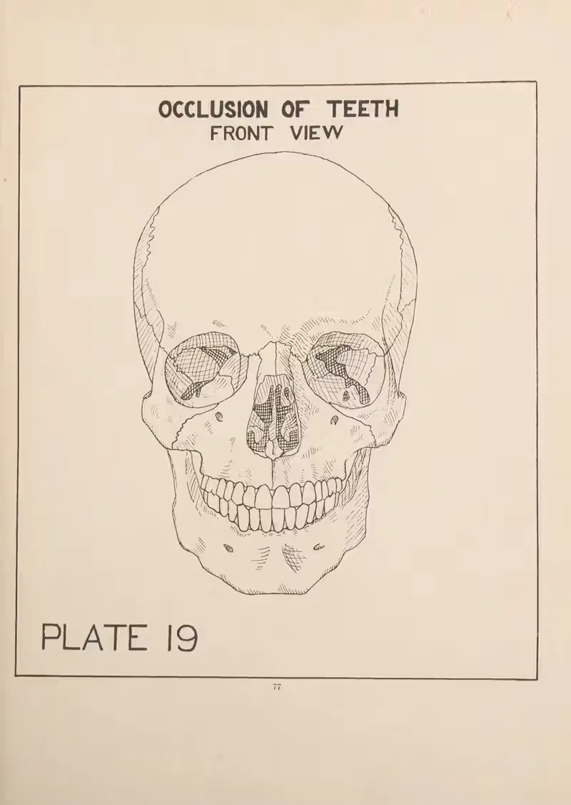 Occlusion of the Teeth—Front View by Edward Drosen, 1924 — digital art print download