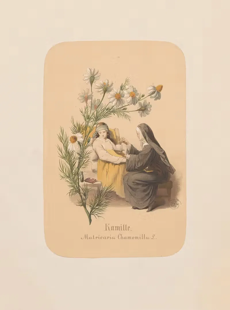 Kamille. Matricaria Chamomilla by Адольф Шрётер, 1870 — digital art print download