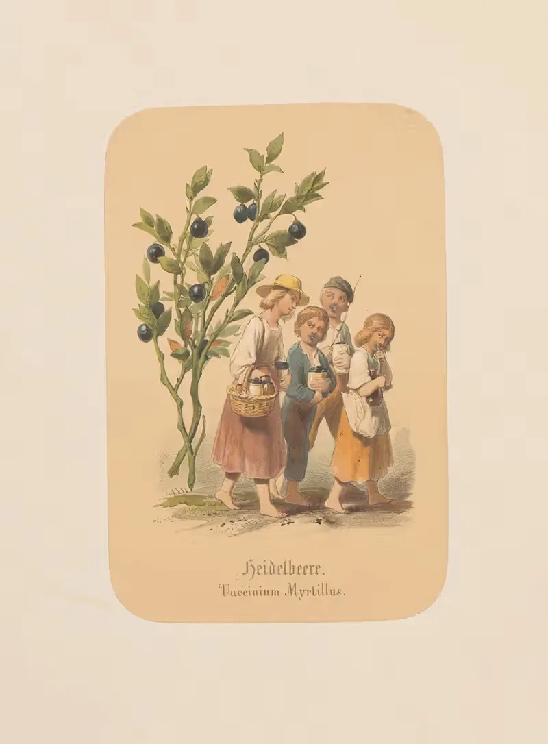 Heidelbeere. Vaccinium Myrtillus by Адольф Шрётер, 1870 — digital art print download