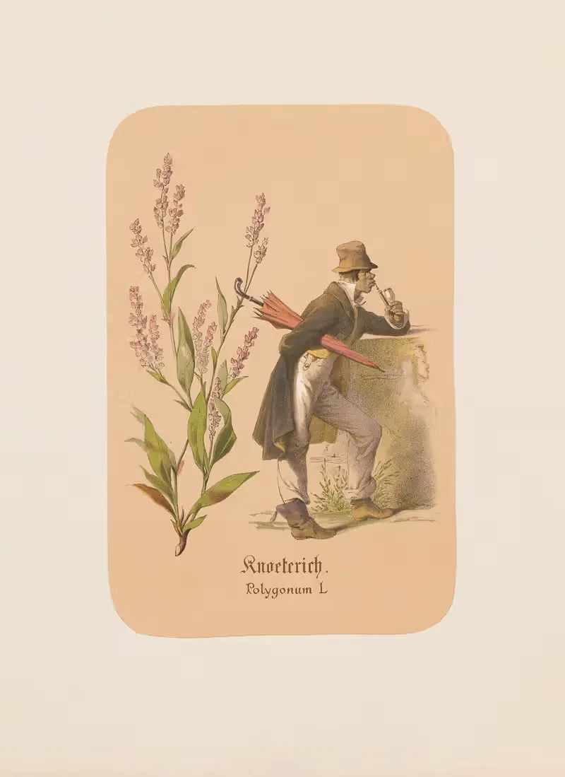 Knoeterich. Polygonum by Адольф Шрётер, 1870 — digital art print download