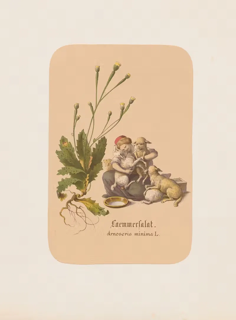 Laemmersalat. Arnoseris minima by Адольф Шрётер, 1870 — digital art print download