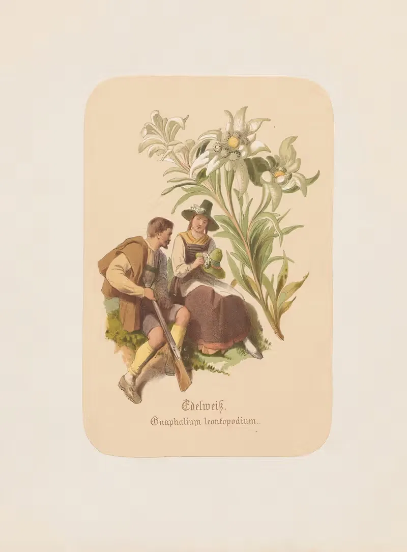 Edelweiß. Gnaphalium leontopodium by Адольф Шрётер, 1870 — digital art print download