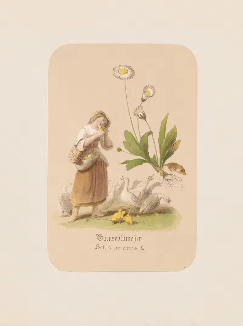 Gaenseblümchen. Bellis perennis by Адольф Шрётер, 1870 — digital art print download