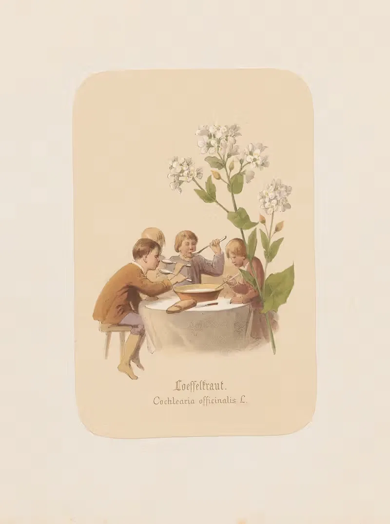 Loeffelkraut. Cochlearia officinalis by Адольф Шрётер, 1870 — digital art print download