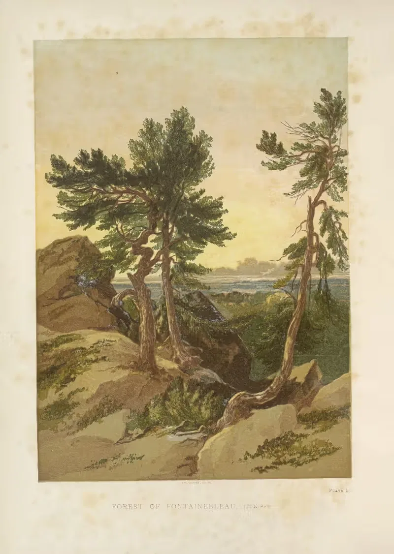 Forest of Fontainebleau - Juniper — George Barnard