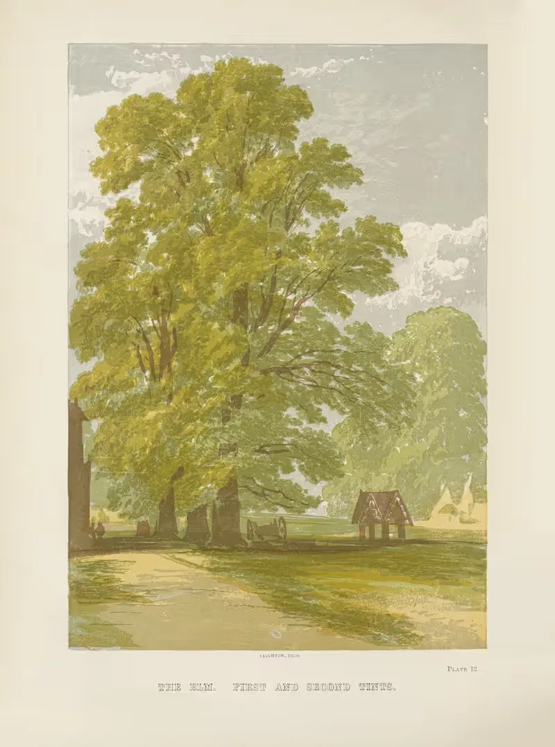 The Elm (First and Second Tints) by George Barnard, 1885 — digital art print download