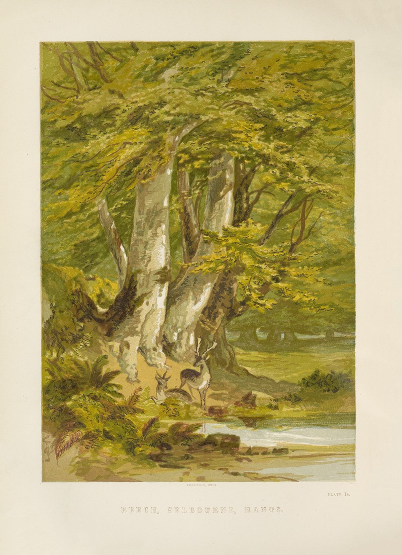 Beech-trees by George Barnard, 1885 — digital art print download