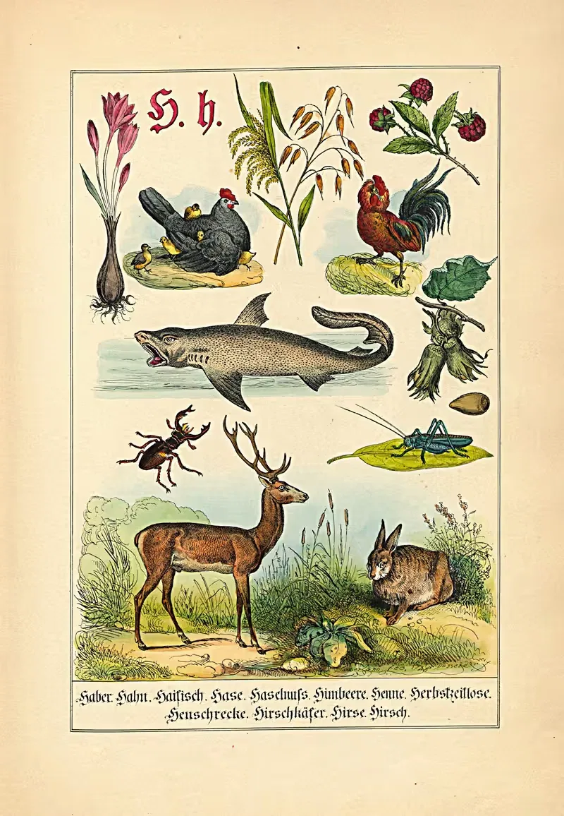 H. h. Haber. Hahn. Haifisch... — Johann Baptist Sonderland