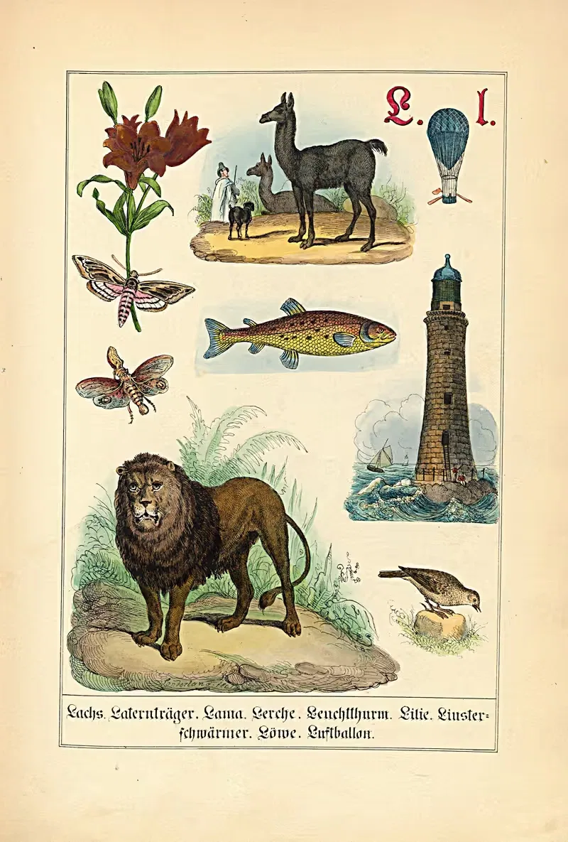 L. l. Lachs. Laternträger. Lama... — Johann Baptist Sonderland