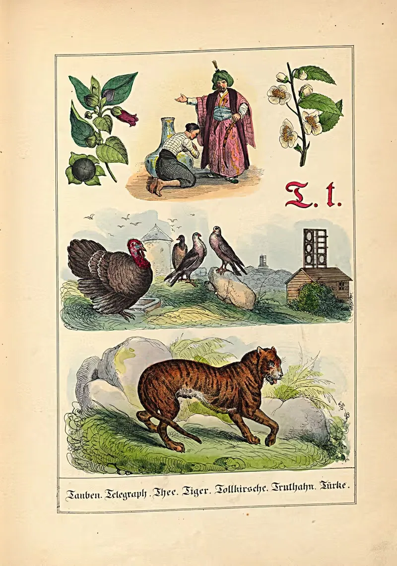 T. t. Tauben. Telegraph. Thee... by Johann Baptist Sonderland, 1849 — digital art print download