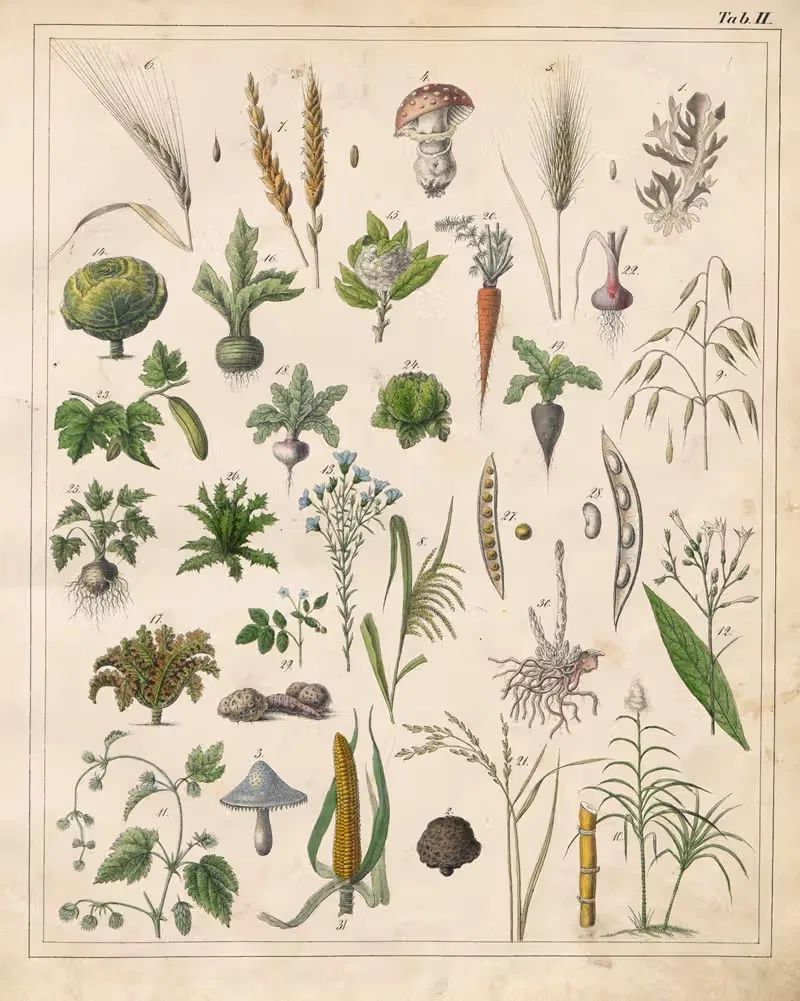 Orbis pictus Pl.02 by Johann Baptist Sonderland, 1841 — digital art print download