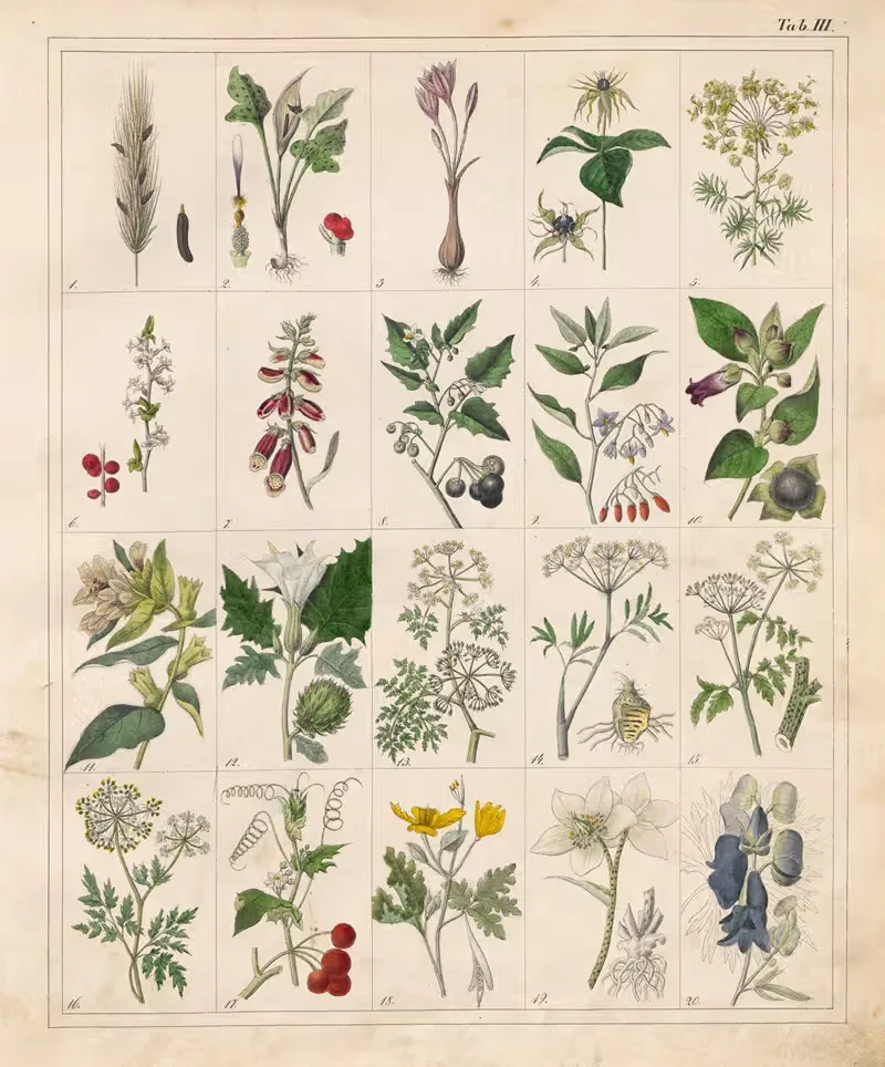 Orbis pictus Pl.03 by Johann Baptist Sonderland, 1841 — digital art print download