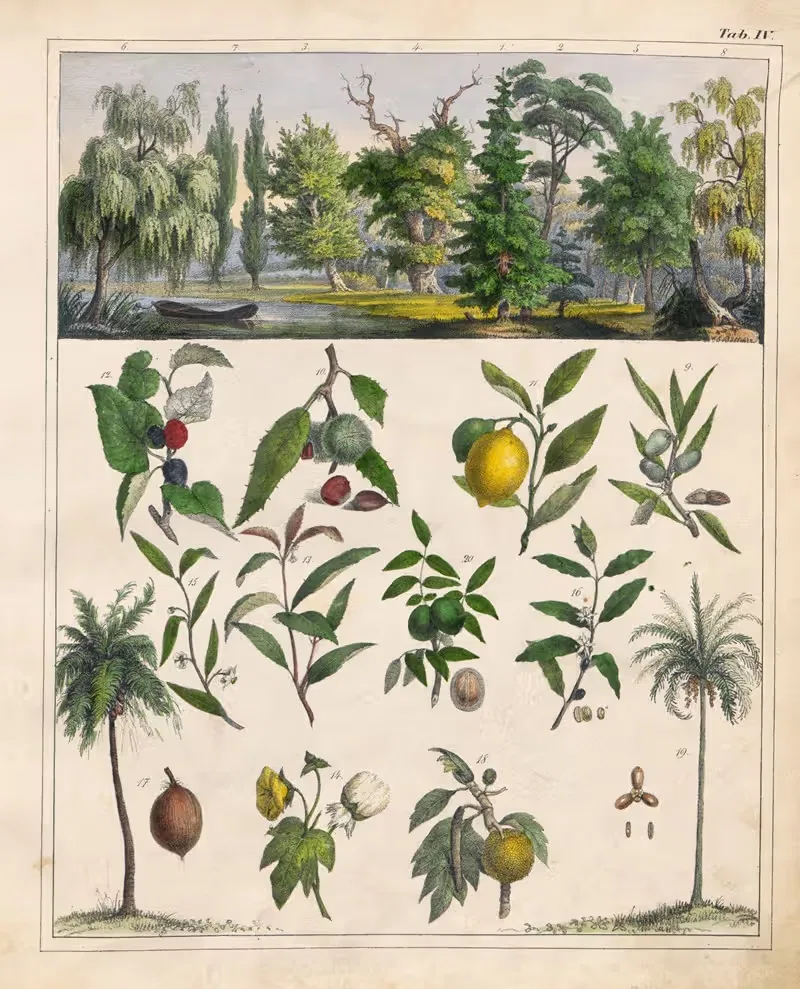 Orbis pictus Pl.04 by Johann Baptist Sonderland, 1841 — digital art print download
