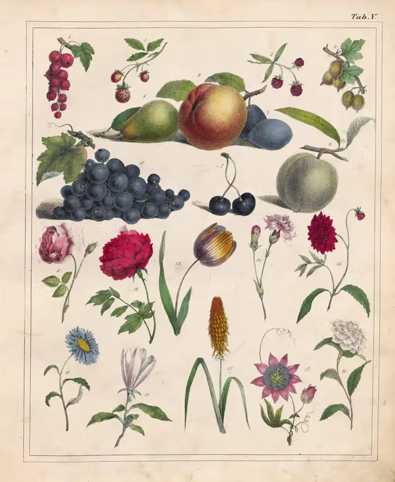 Orbis pictus Pl.05 by Johann Baptist Sonderland, 1841 — digital art print download