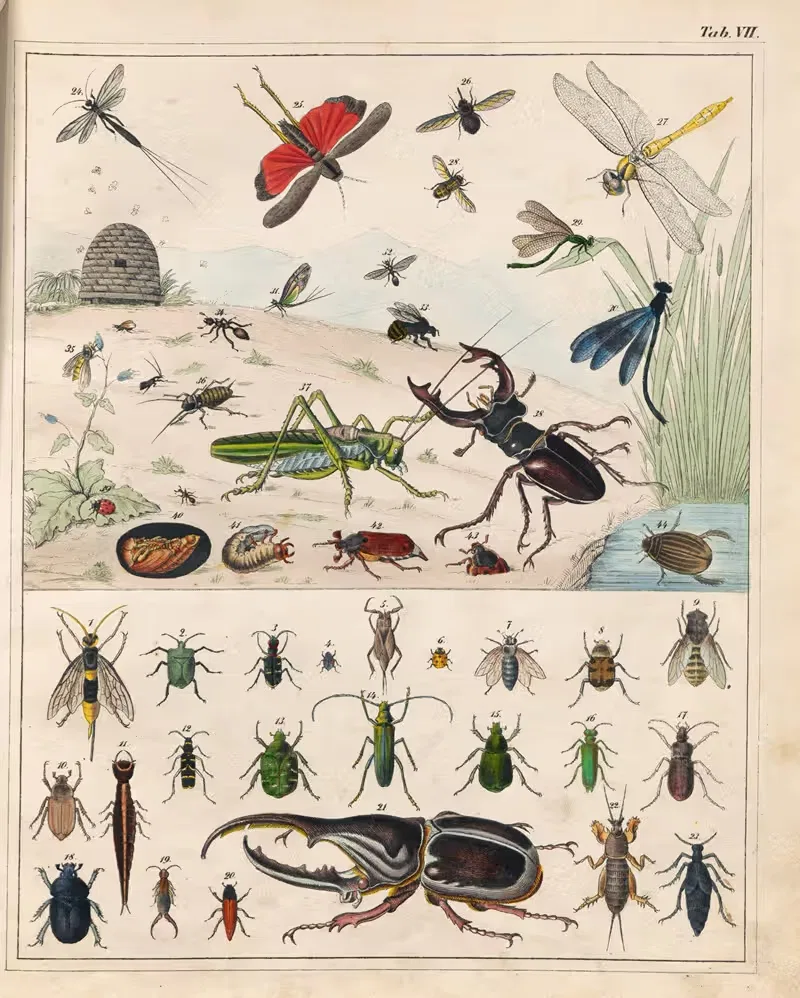 Orbis pictus Pl.07 by Johann Baptist Sonderland, 1841 — digital art print download
