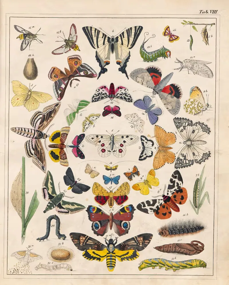 Orbis pictus Pl.08 by Johann Baptist Sonderland, 1841 — digital art print download
