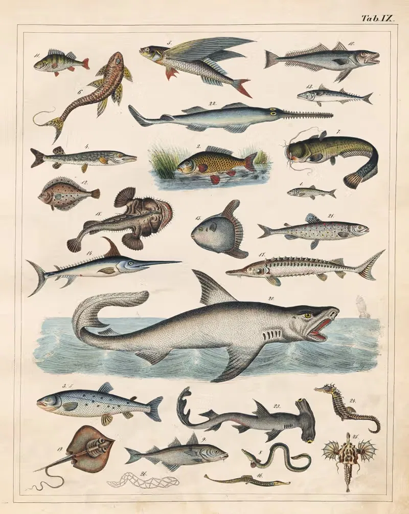 Orbis pictus Pl.09 by Johann Baptist Sonderland, 1841 — digital art print download