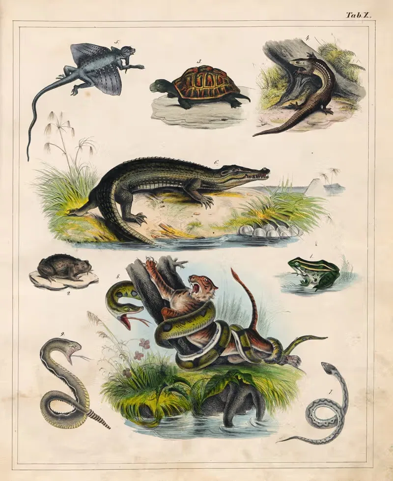 Orbis pictus Pl.10 by Johann Baptist Sonderland, 1841 — digital art print download