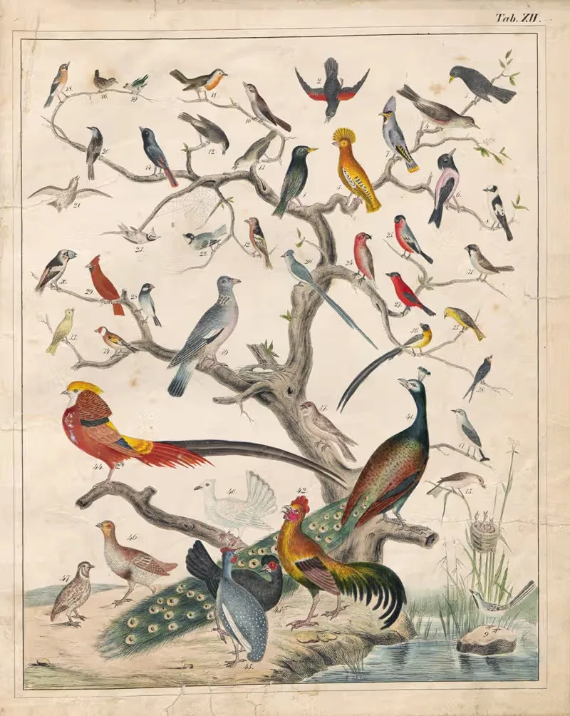 Orbis pictus Pl.12 by Johann Baptist Sonderland, 1841 — digital art print download