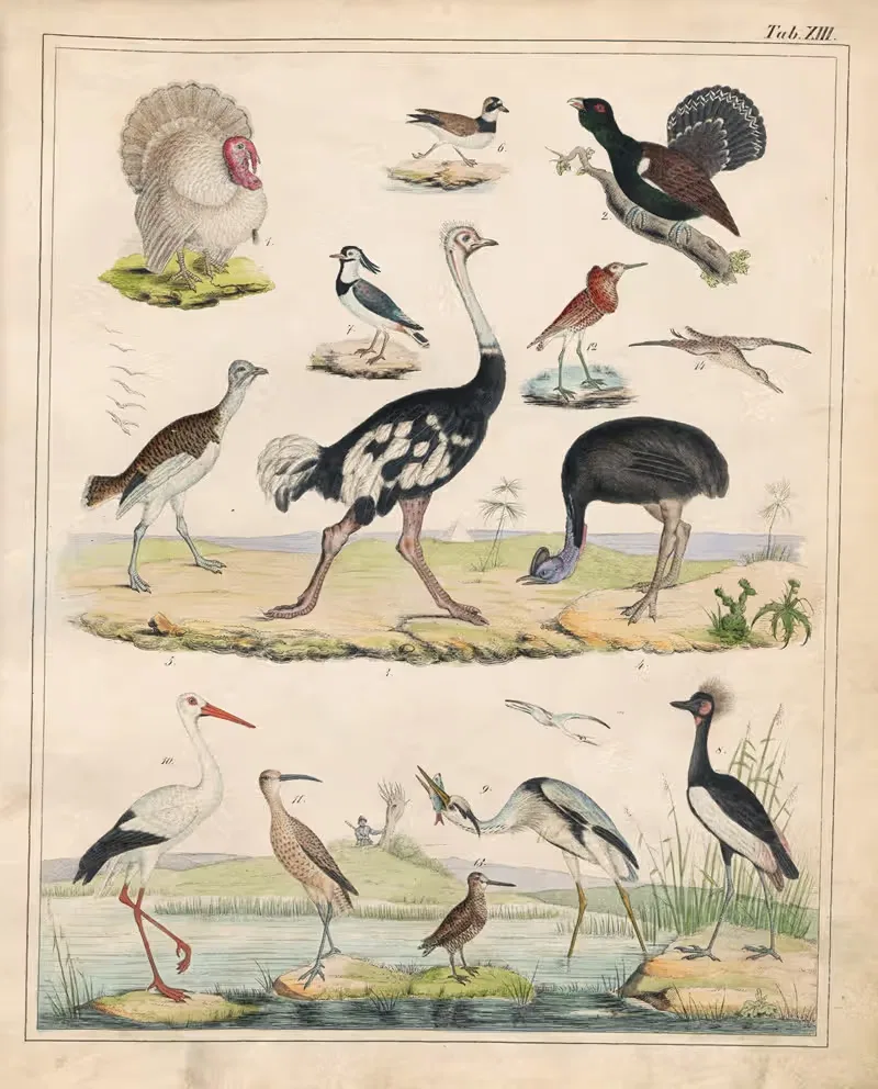 Orbis pictus Pl.13 by Johann Baptist Sonderland, 1841 — digital art print download