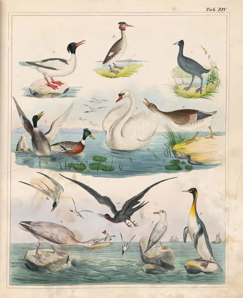 Orbis pictus Pl.14 by Johann Baptist Sonderland, 1841 — digital art print download