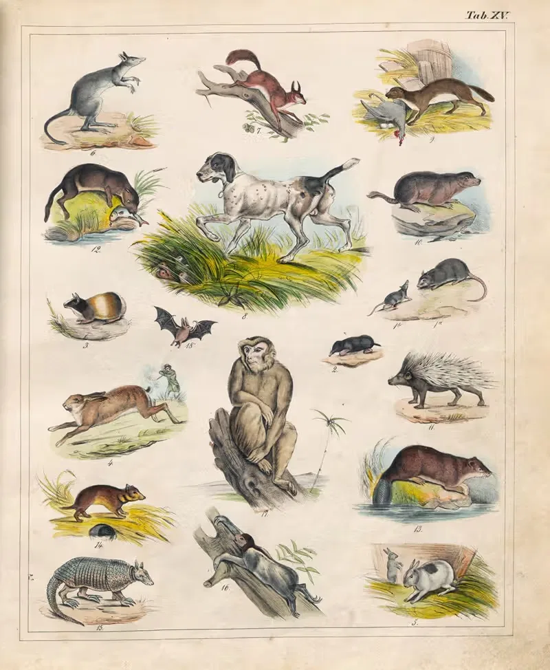 Orbis pictus Pl.15 by Johann Baptist Sonderland, 1841 — digital art print download
