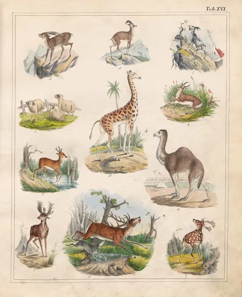 Orbis pictus Pl.16 by Johann Baptist Sonderland, 1841 — digital art print download