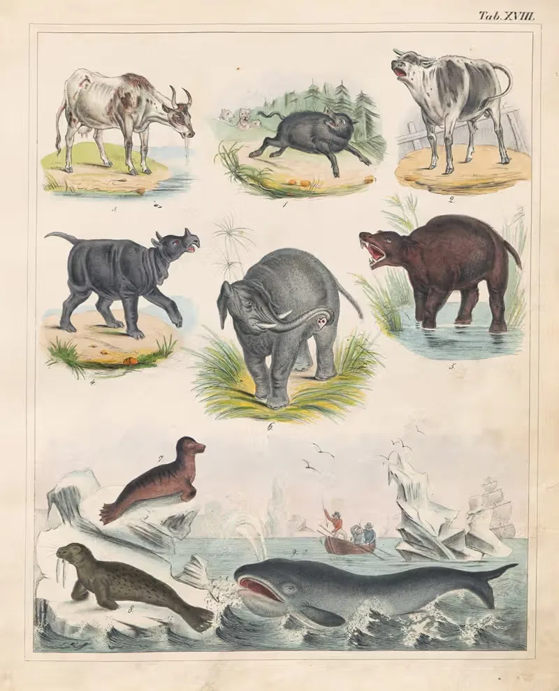 Orbis pictus Pl.18 by Johann Baptist Sonderland, 1841 — digital art print download
