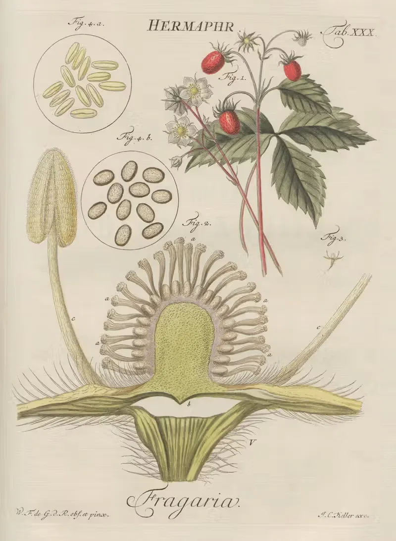Decouvertes les plus nouvelles dans le regne vegetal Pl.41 — Wilhelm Friedrich von Gleichen-Russwurm
