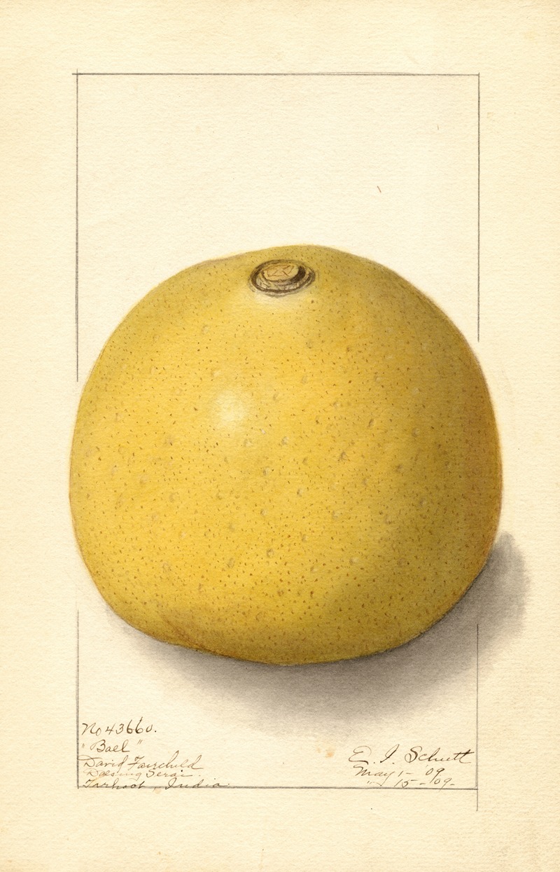 Aegle marmelos by Ellen Isham Schutt, 1909 — digital art print download