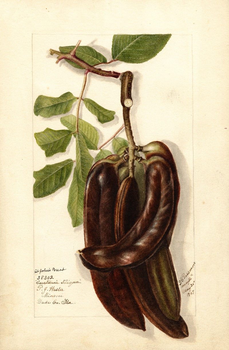 Ceratonia siliqua L by Дебора Гриском Пассмор, 1907 — digital art print download